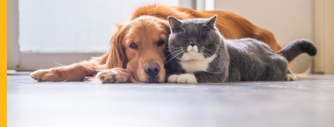 golden retriever dog and grey cat laying next to each other