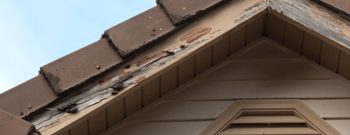 Check out our Wood Rot Repair