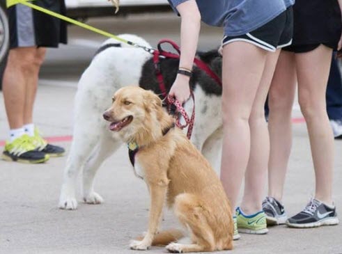 humane tomorrow community event