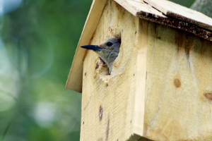 woodpecker house