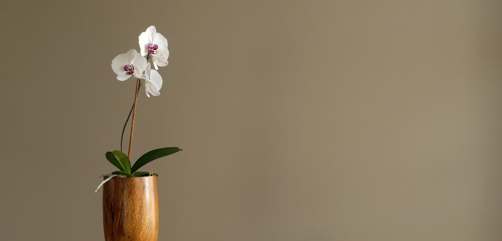 earth tone wall paint