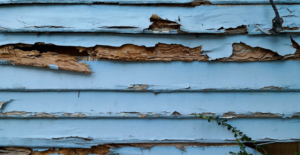 Check out our Wood Rot Repair