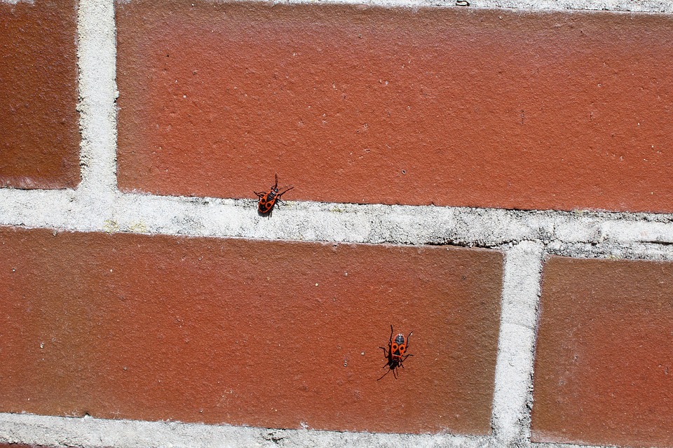 bugs on brick