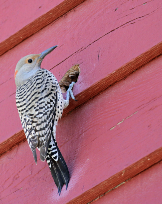 Woodpecker on side of red home with a hole.