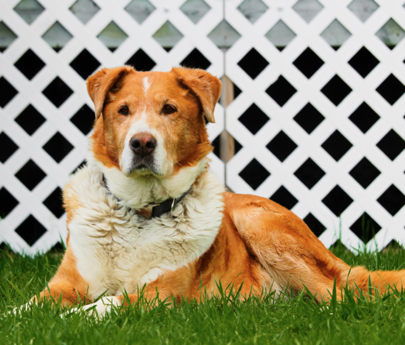 Dog in front of lattice