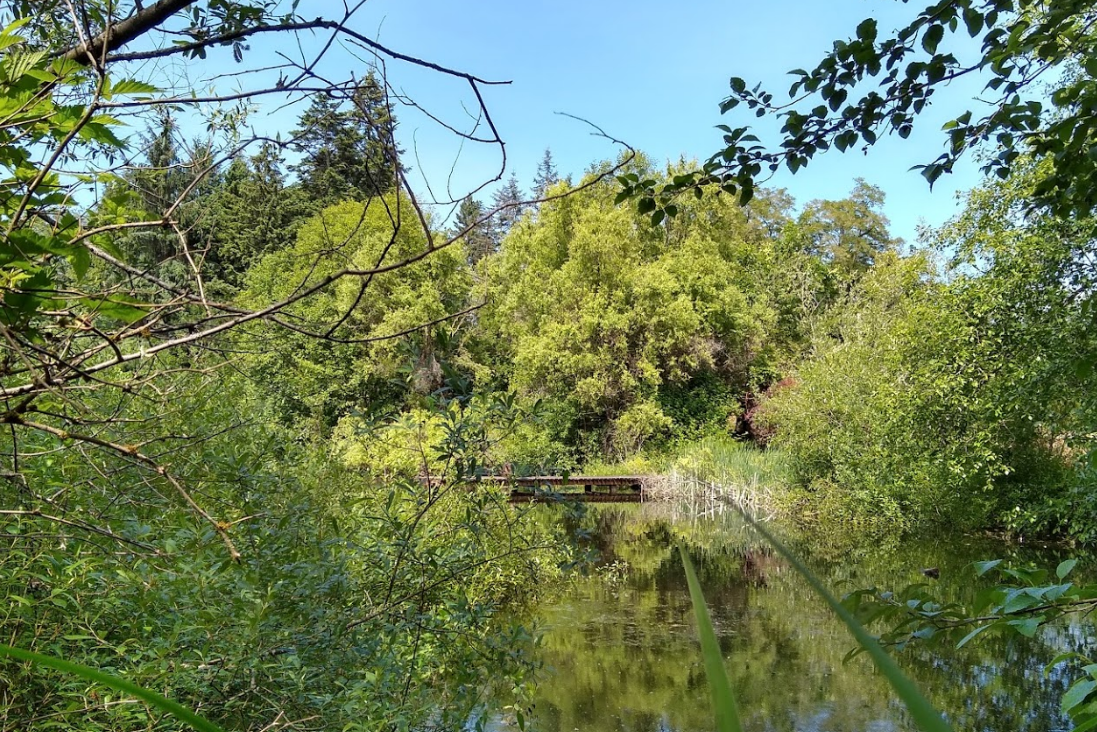 Lake in Federal Way