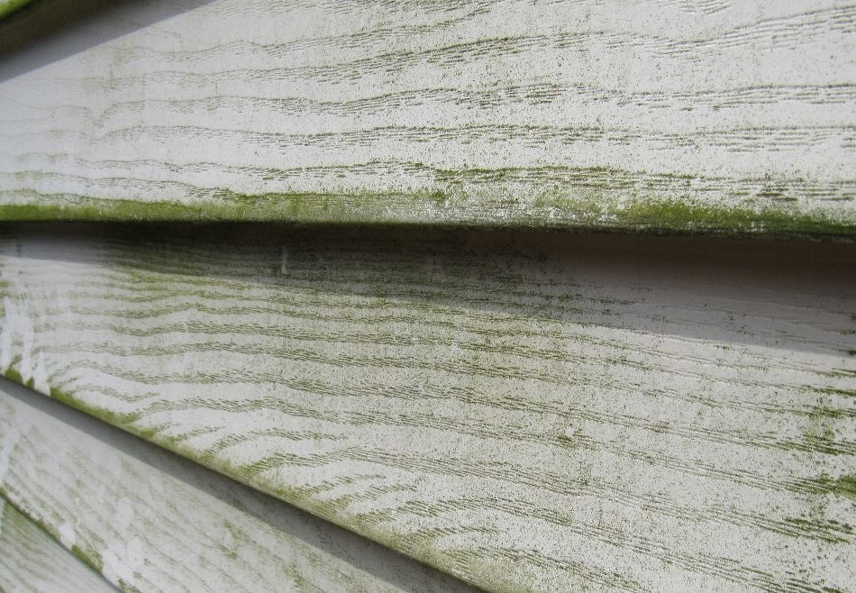 sign its time to paint - mold on painted surfaces