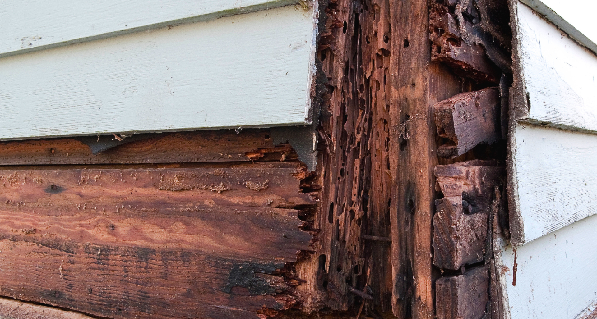 Check out our Wood Rot Repair Services