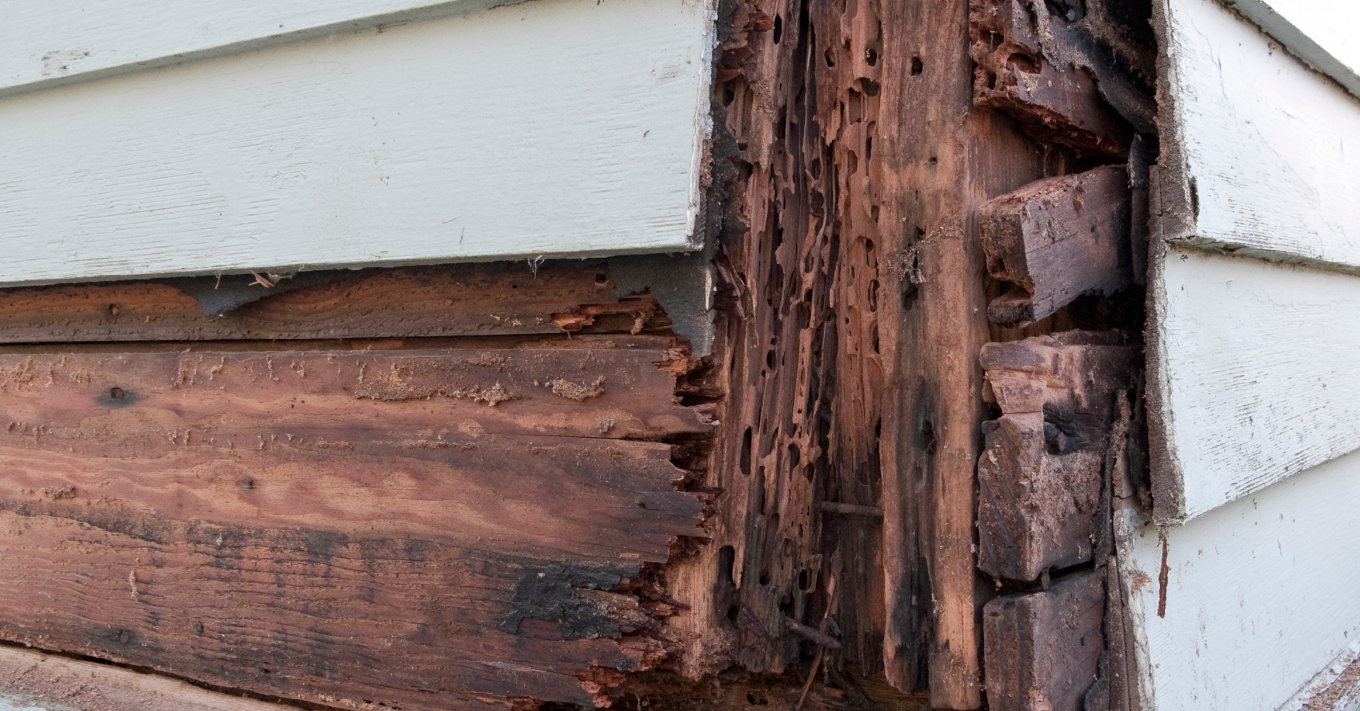 Check out our Wood Rot Repair Services