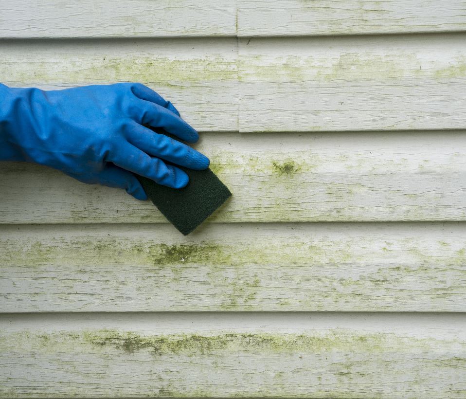 mold on siding