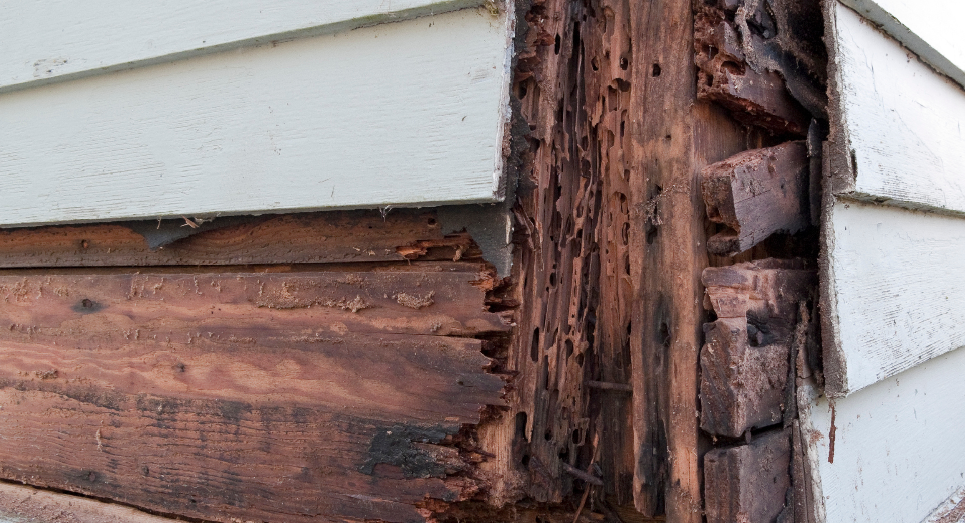 Check out our Wood Rot Repair Services