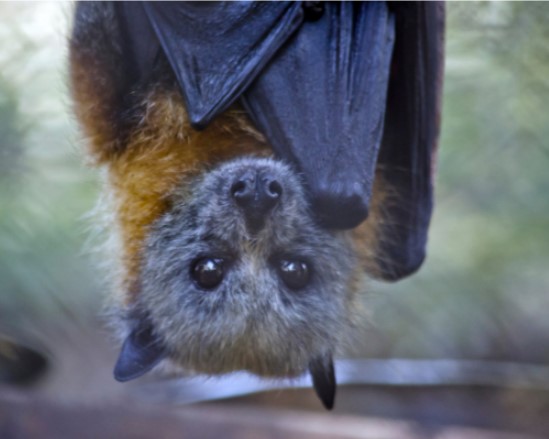 bat
