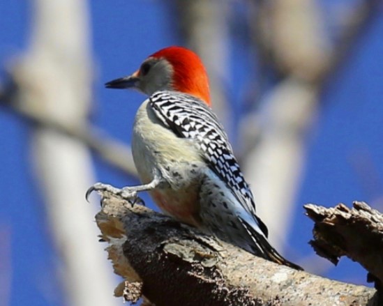 woodpecker