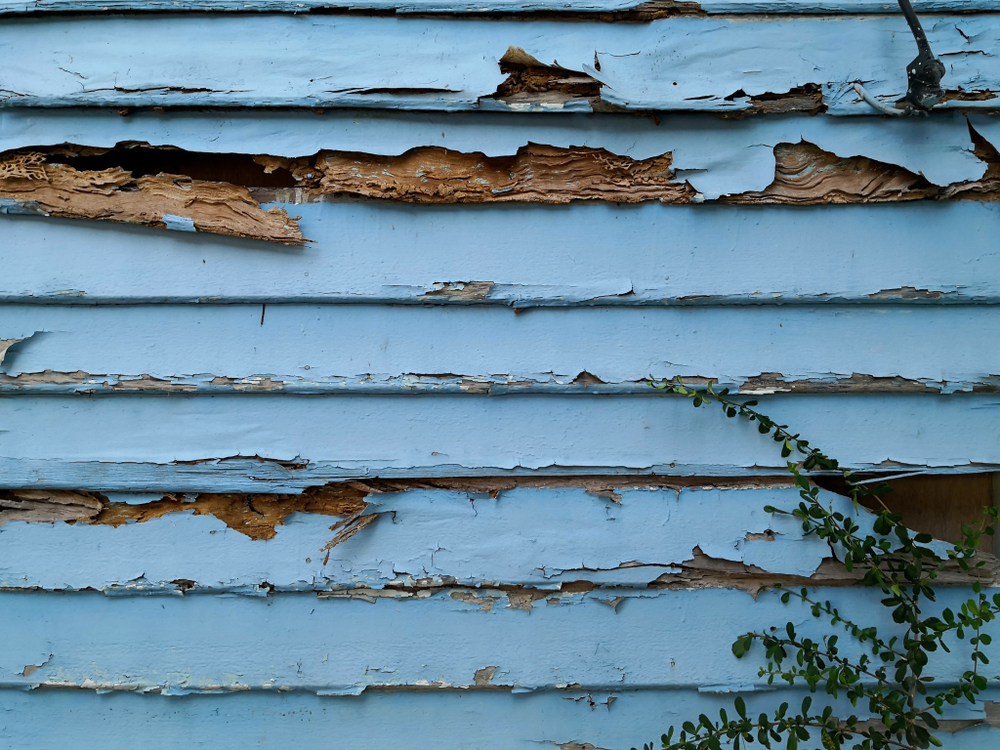Check out our Wood Rot Repair