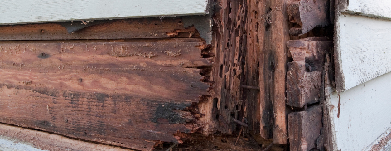 Check out our Wood Rot Repair Services