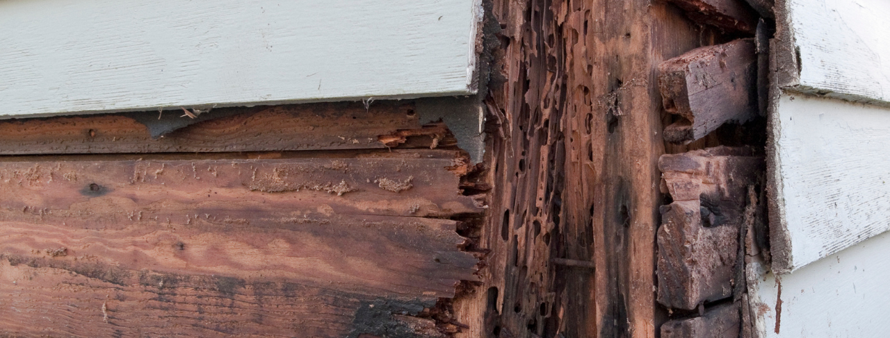 Check out our Wood Rot Repair Services
