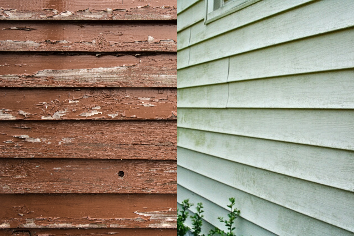 Peeling paint & green growth on siding