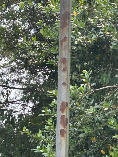 Light Post Painting Before & After Before