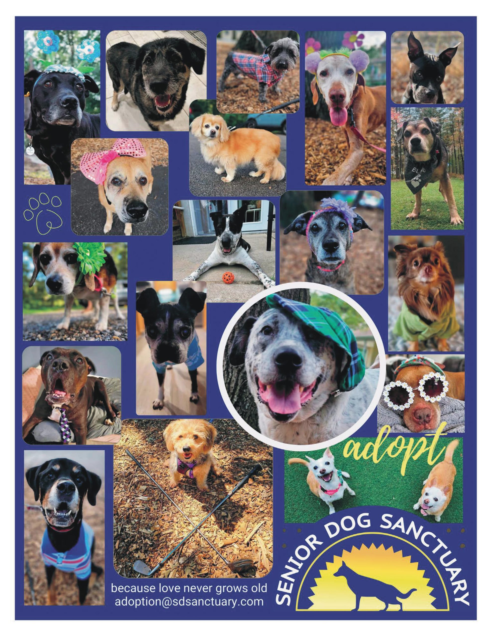 Adopt a senior dog from the Senior Dog Sanctuary of Maryland