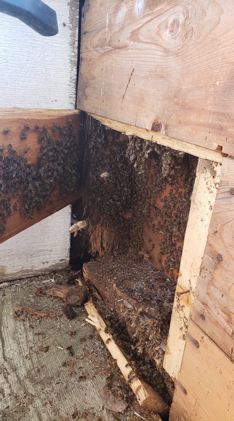 honey bees inside a deck
