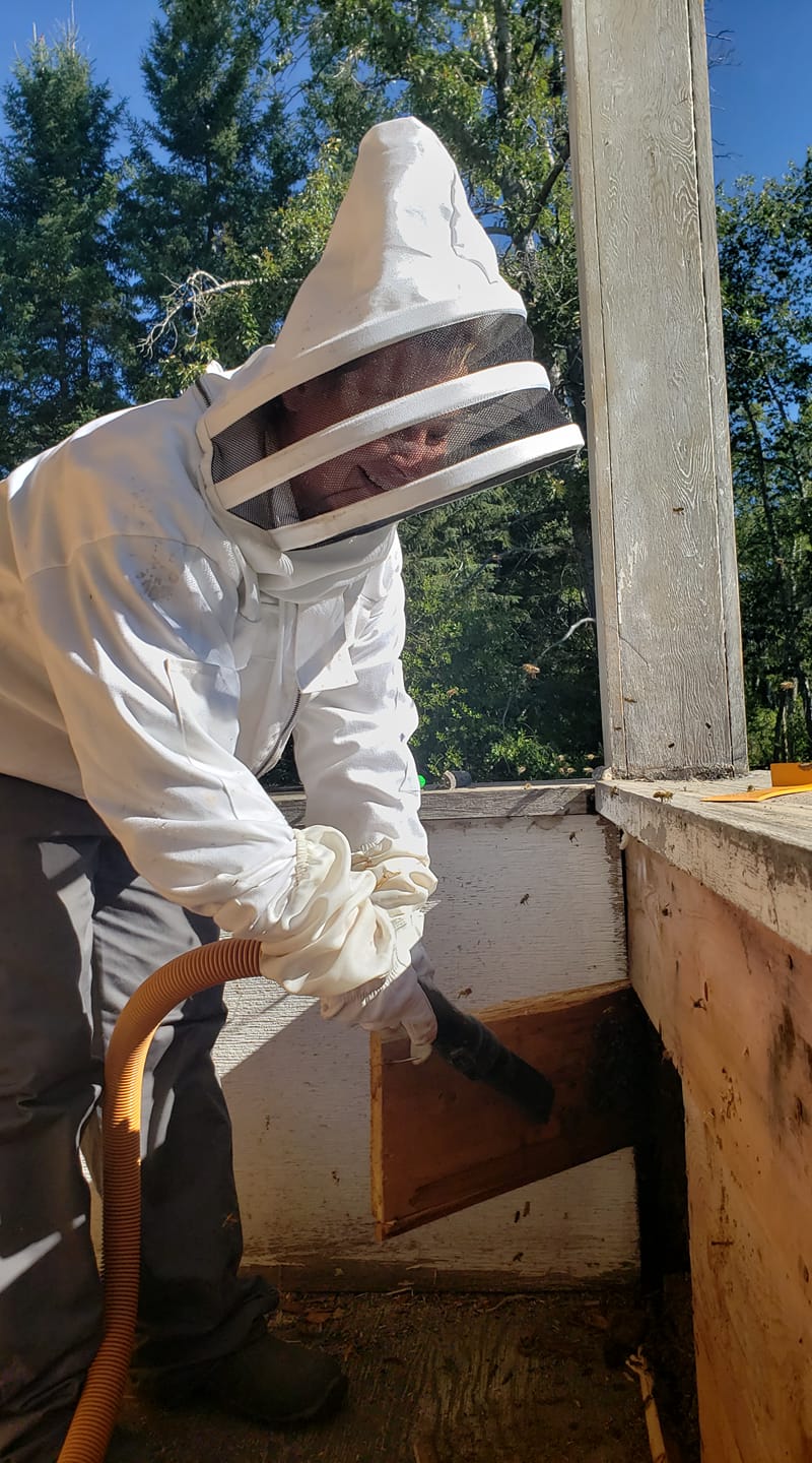 sucking up bees with vacuum