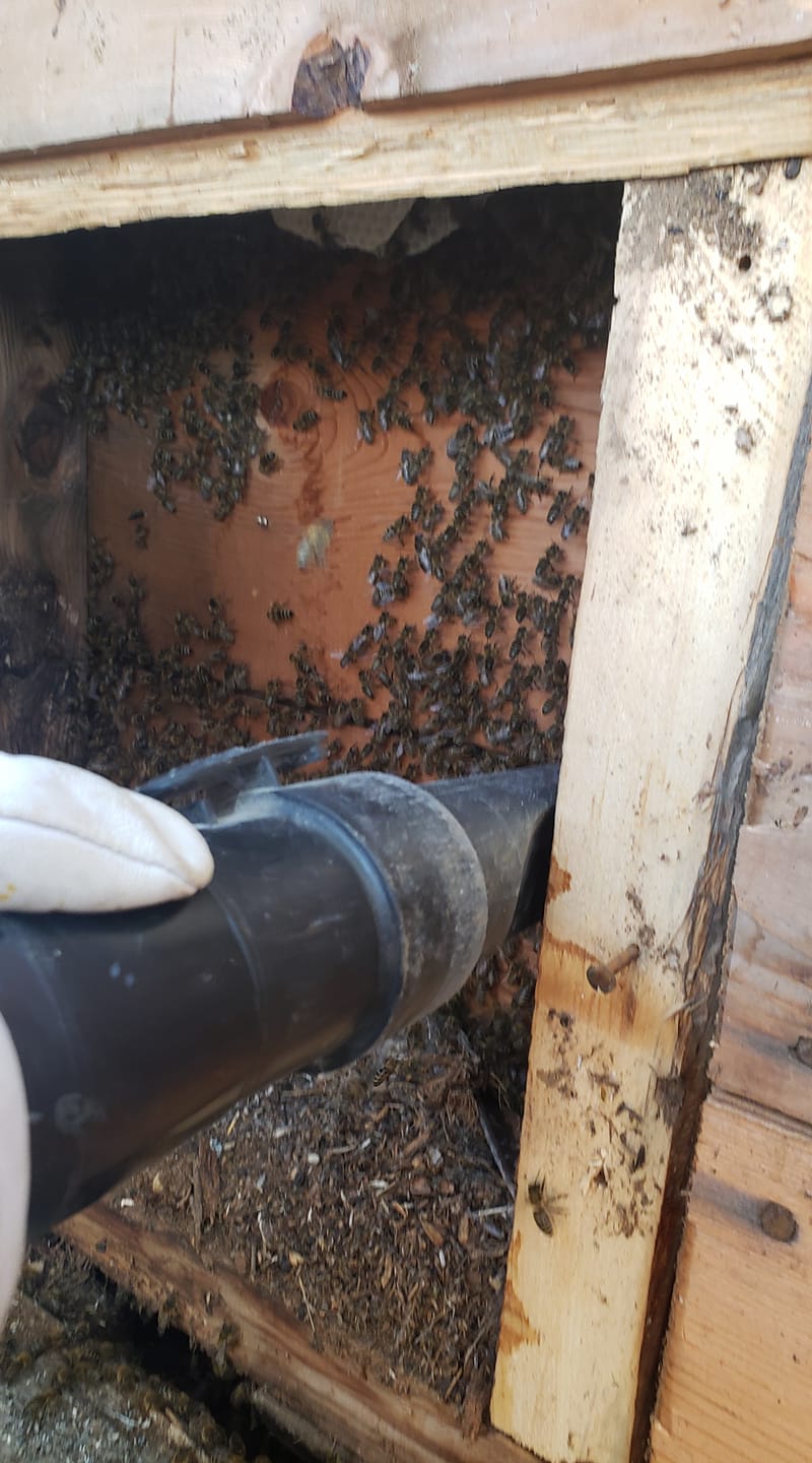 bees inside woodwork on porch
