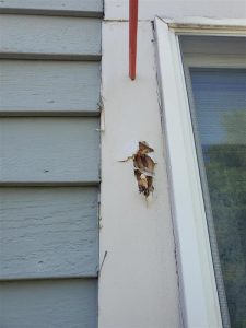 Before Professional Carpentry Repair