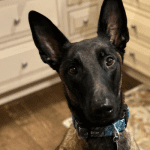 “Big Bungee Boy”