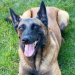 Lily “The Alpha” Dog