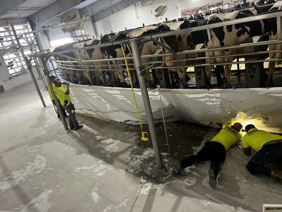 McCarty Farms Commercial Flooring Project before photo inspecting equipment below cows Preview Image 15