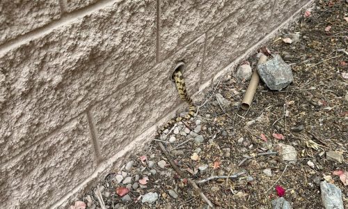 Snake Sighting