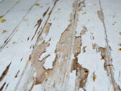 Wood Rot