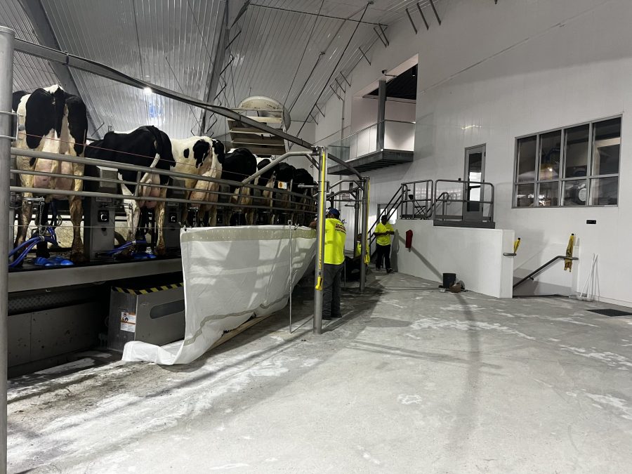 McCarty Farms Commercial Flooring Project of flooring being prepared under cows Preview Image 16