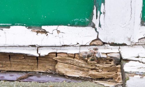 Wood Rot